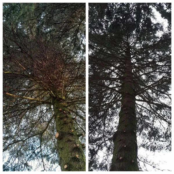 Pielęgnacja i cięcie drzew - realizacja