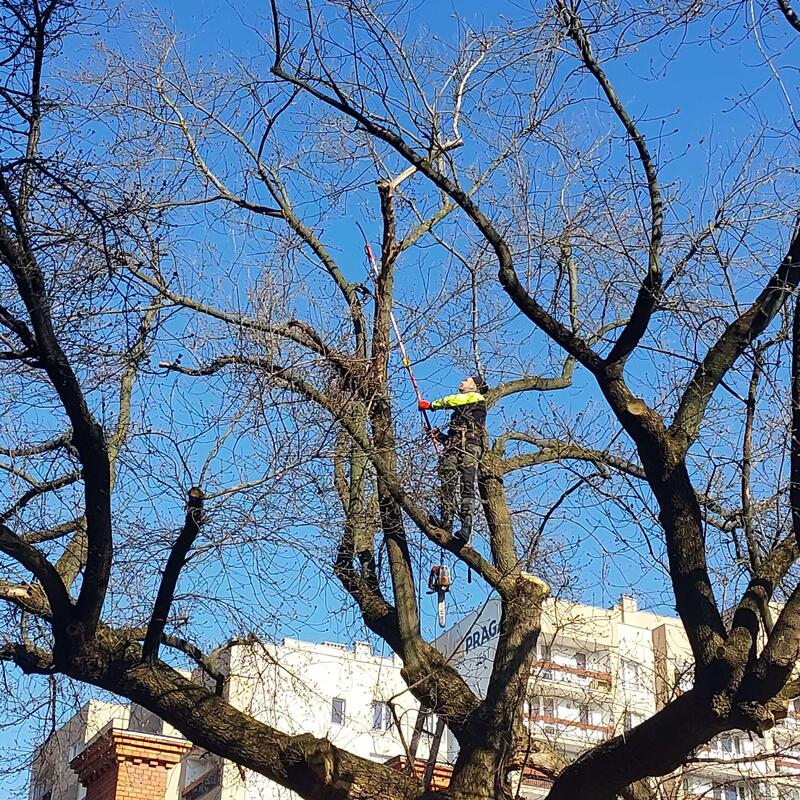 Alpinistyczna pielęgnacja korony wysokiego drzewa liściastego