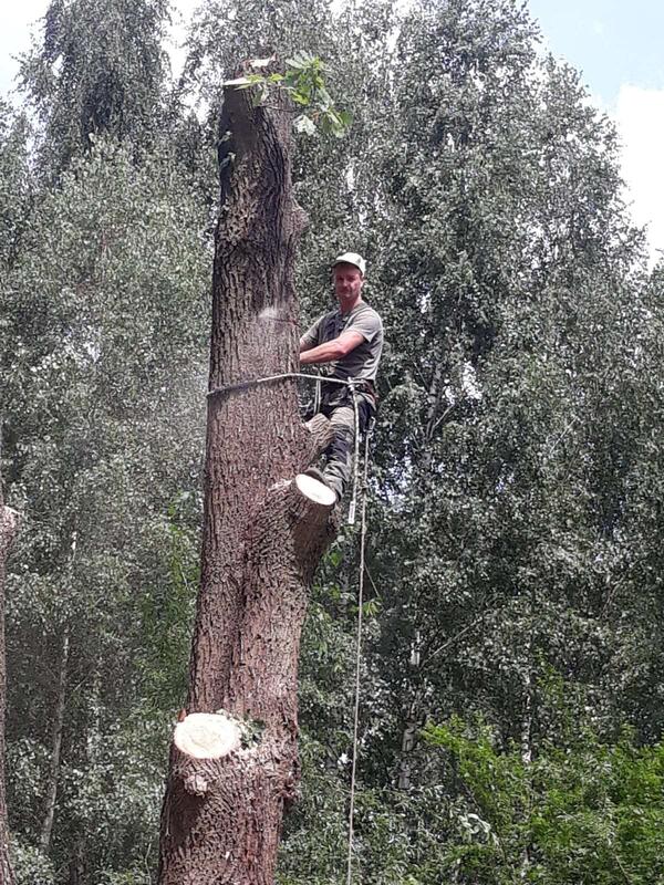 Arborysta przygotowujący się do bezpiecznej wycinki sekcyjnej
