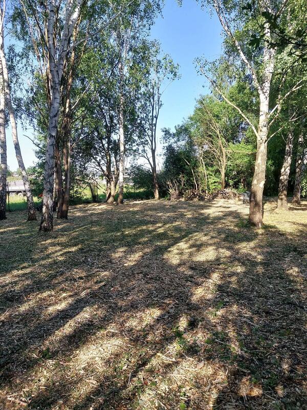 Efekt czyszczenia działki z zarośli pod brzozami, Piaseczno